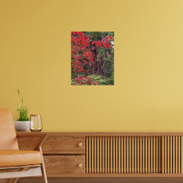 Reuzensequoia en rode esdoornbladeren Fotografie Poster