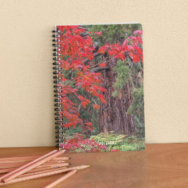 Reuzensequoia en rode esdoornbladeren notitieboek
