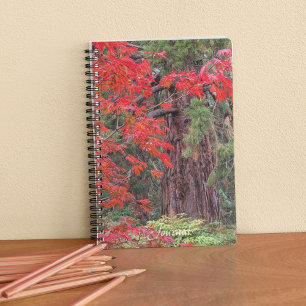 Reuzensequoia en rode esdoornbladeren notitieboek