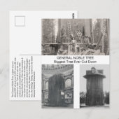 Reuzensequoia, grootste boom ooit gekapt briefkaart (Voorkant / Achterkant)