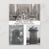 Reuzensequoia, grootste boom ooit gekapt briefkaart (Voorkant)