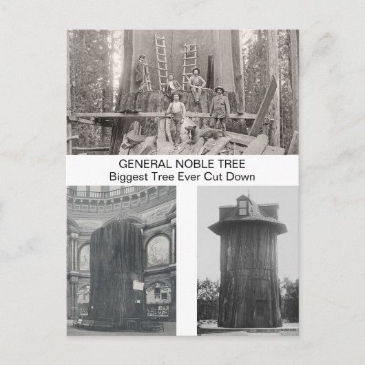 Reuzensequoia, grootste boom ooit gekapt briefkaart (Voorkant)