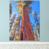Reuzensequoia in bos canvas afdruk (Insitu (Houten vloer))