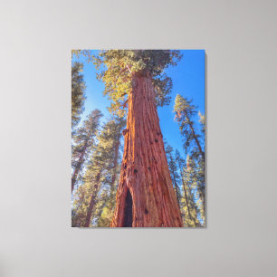 Reuzensequoia in bos canvas afdruk