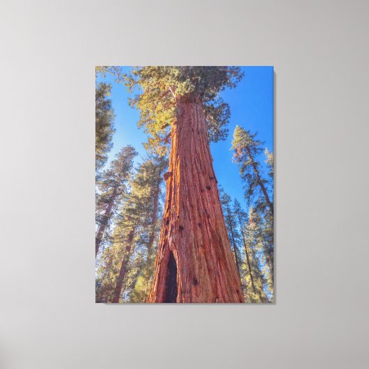Reuzensequoia in bos canvas afdruk (Voorkant)