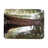 Reuzensequoia in Mariposa Grove in Yosemite Magneet (Horizontaal)