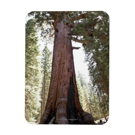Reuzensequoia in Mariposa Grove in Yosemite Magneet (Verticaal)