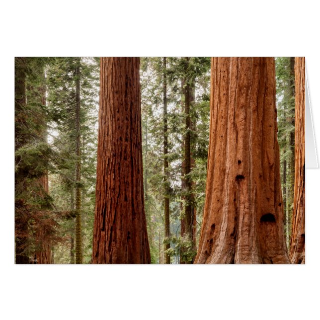Reuzensequoia panorama (Voorkant Horizontaal)