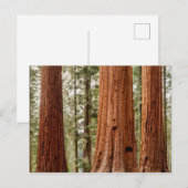 Reuzensequoia Panorama Briefkaart (Voorkant / Achterkant)
