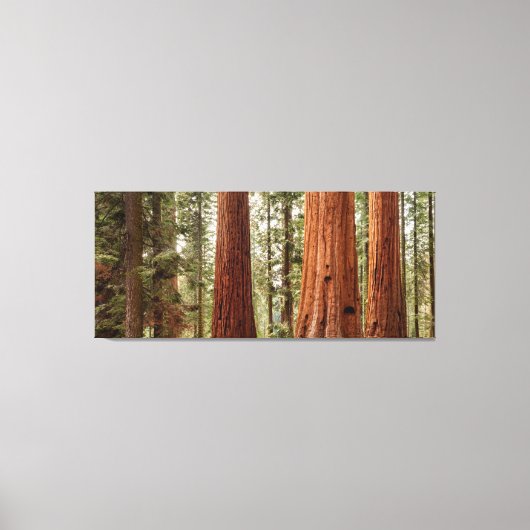 Reuzensequoia panorama canvas afdruk (Voorkant)