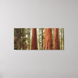 Reuzensequoia panorama canvas afdruk