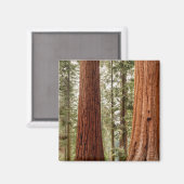 Reuzensequoia panorama magneet (Voorkant / Achterkant)