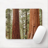 Reuzensequoia panorama muismat (Met muis)