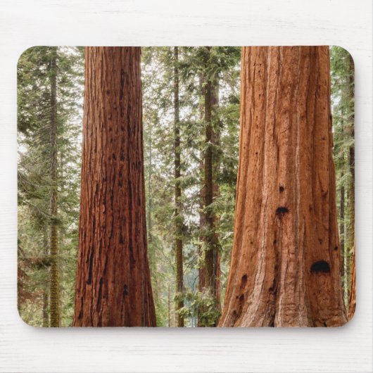 Reuzensequoia panorama muismat (Voorkant)