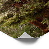 Reuzensequoia Panorama Poster (Hoek)
