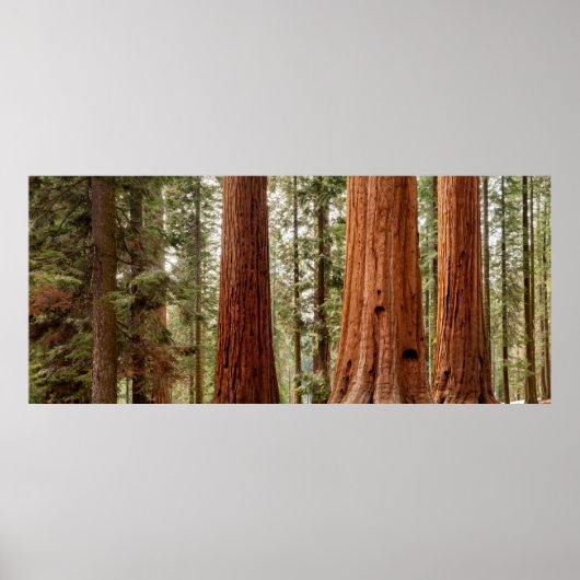 Reuzensequoia Panorama Poster (Voorkant)