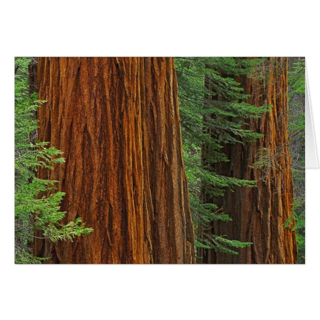 Reuzensequoia-stammen in bos, Yosemite (Voorkant Horizontaal)
