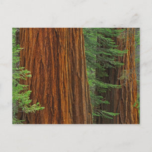 Reuzensequoia-stammen in bos, Yosemite Briefkaart