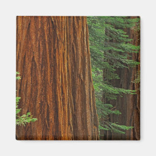 Reuzensequoia-stammen in bos, Yosemite Magneet