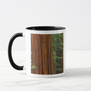Reuzensequoia-stammen in bos, Yosemite Mok