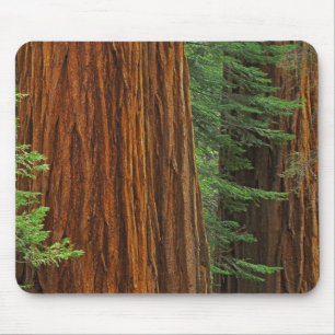 Reuzensequoia-stammen in bos, Yosemite Muismat