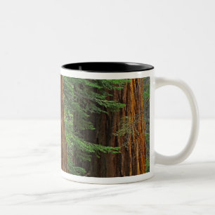 Reuzensequoia-stammen in bos, Yosemite Tweekleurige Koffiemok