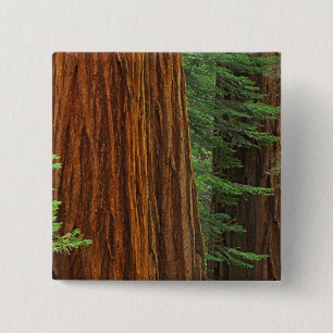 Reuzensequoia-stammen in bos, Yosemite Vierkante Button 5,1 Cm