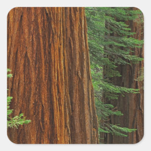 Reuzensequoia-stammen in bos, Yosemite Vierkante Sticker