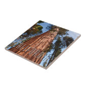 Reuzensequoia Stijgt Omhoog Tegeltje (Zijkant)