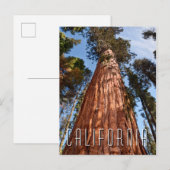Reuzensequoia Stijgt Op Briefkaart (Voorkant / Achterkant)