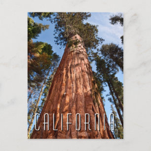 Reuzensequoia Stijgt Op Briefkaart