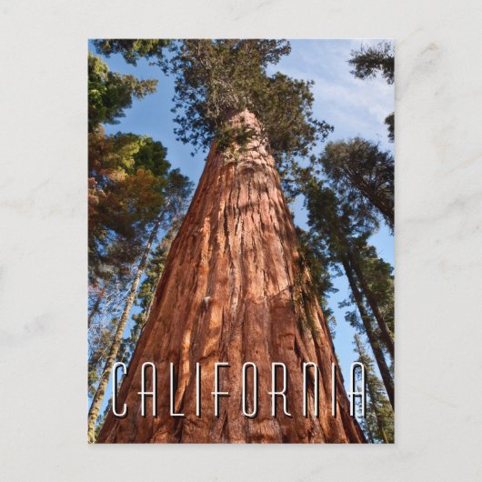 Reuzensequoia Stijgt Op Briefkaart (Voorkant)