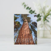 Reuzensequoia Stijgt Op Briefkaart (Staand voorkant)