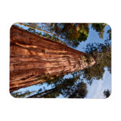 Reuzensequoia Stijgt Op Magneet (Horizontaal)