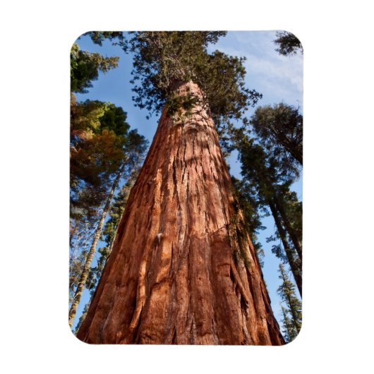 Reuzensequoia Stijgt Op Magneet (Verticaal)