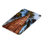 Reuzensequoia Stijgt Op Magneet (Linkerzijde)