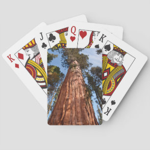 Reuzensequoia Stijgt Op Pokerkaarten