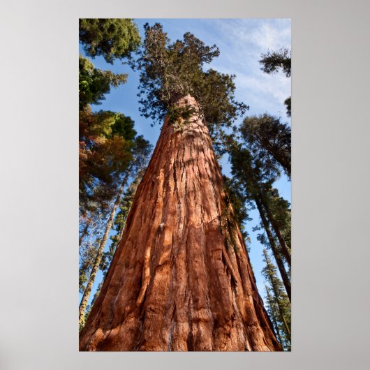 Reuzensequoia Stijgt Op Poster (Voorkant)