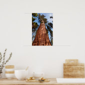 Reuzensequoia Stijgt Op Poster (Keuken)