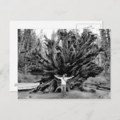 Reuzensequoia's - Briefkaart (Voorkant / Achterkant)