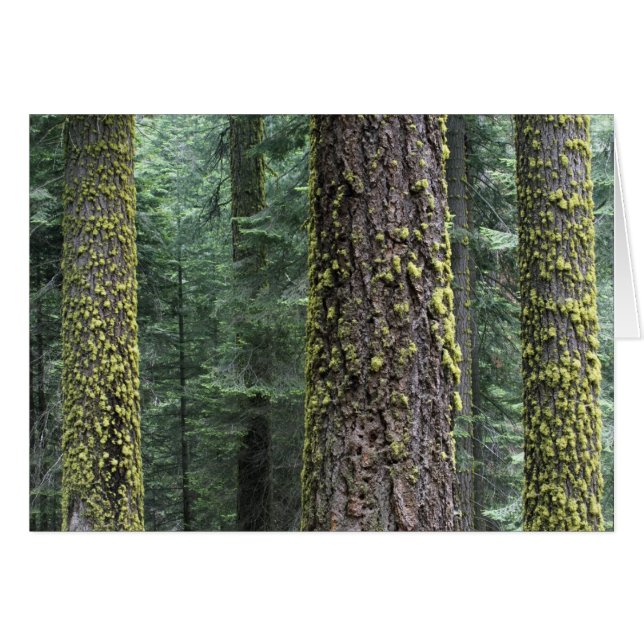Reuzensequoia's in het bos, Sequoia en (Voorkant Horizontaal)