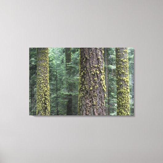 Reuzensequoia's in het bos, Sequoia en Canvas Afdruk (Voorkant)