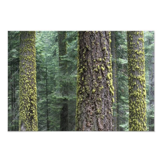 Reuzensequoia's in het bos, Sequoia en Foto Afdruk (Voorkant)