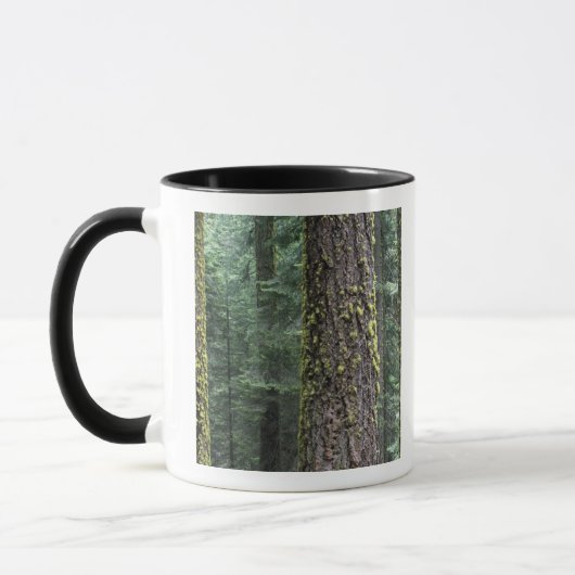 Reuzensequoia's in het bos, Sequoia en Mok (Links)