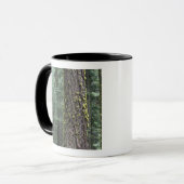 Reuzensequoia's in het bos, Sequoia en Mok (Voorkant links)