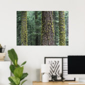 Reuzensequoia's in het bos, Sequoia en Poster (Thuiskantoor)