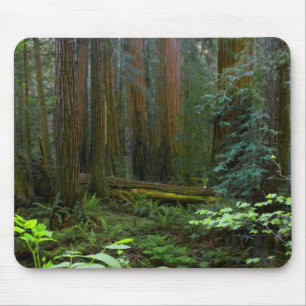 Reuzensequoia's in Muir Woods National Park Muismat