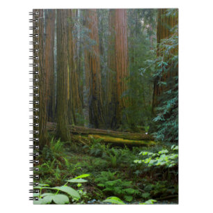 Reuzensequoia's in Muir Woods National Park Notitieboek