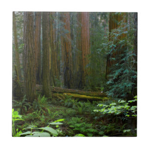 Reuzensequoia's in Muir Woods National Park Tegeltje