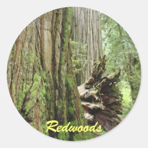 Reuzensequoiastickers Grote Reuzensequoia Boom Wou Ronde Sticker
